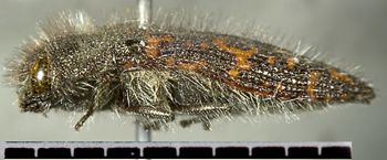 Media type: image;   Entomology 24416 Aspect: habitus lateral view